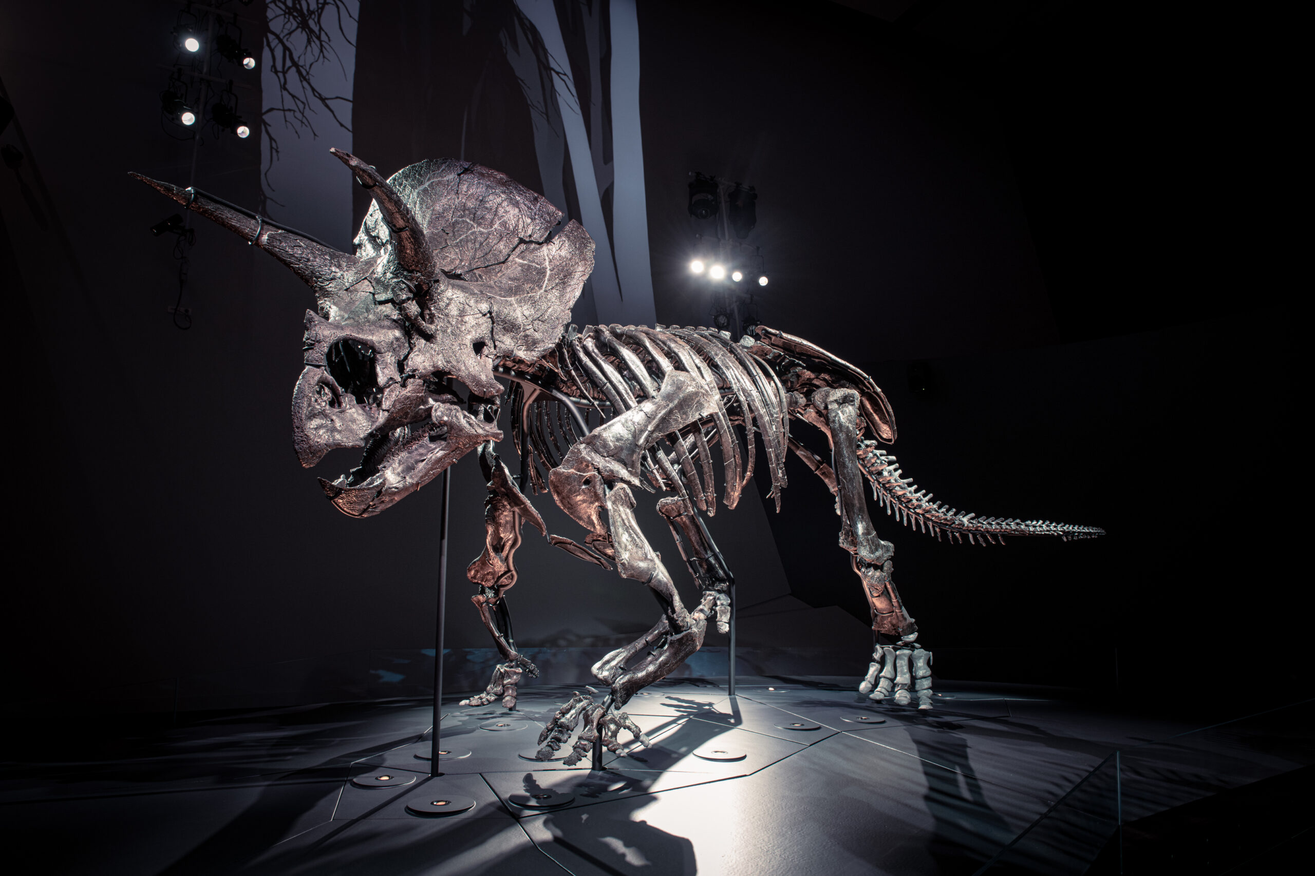 Triceratops fossil display