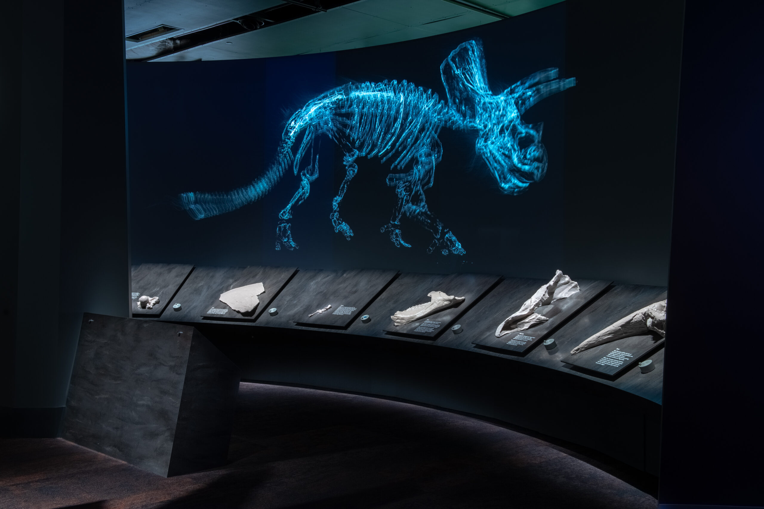 Triceratops exhibition