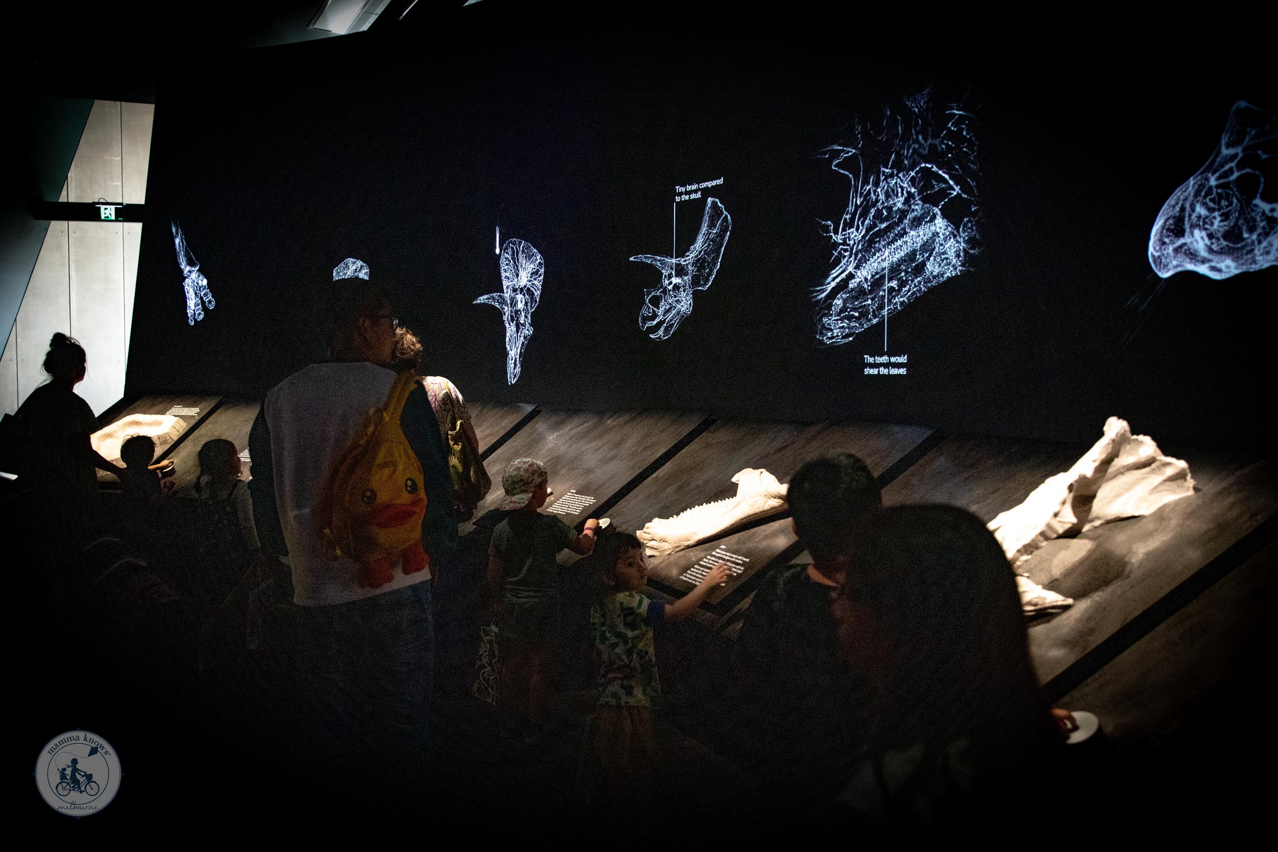 Triceratops exhibition visitors