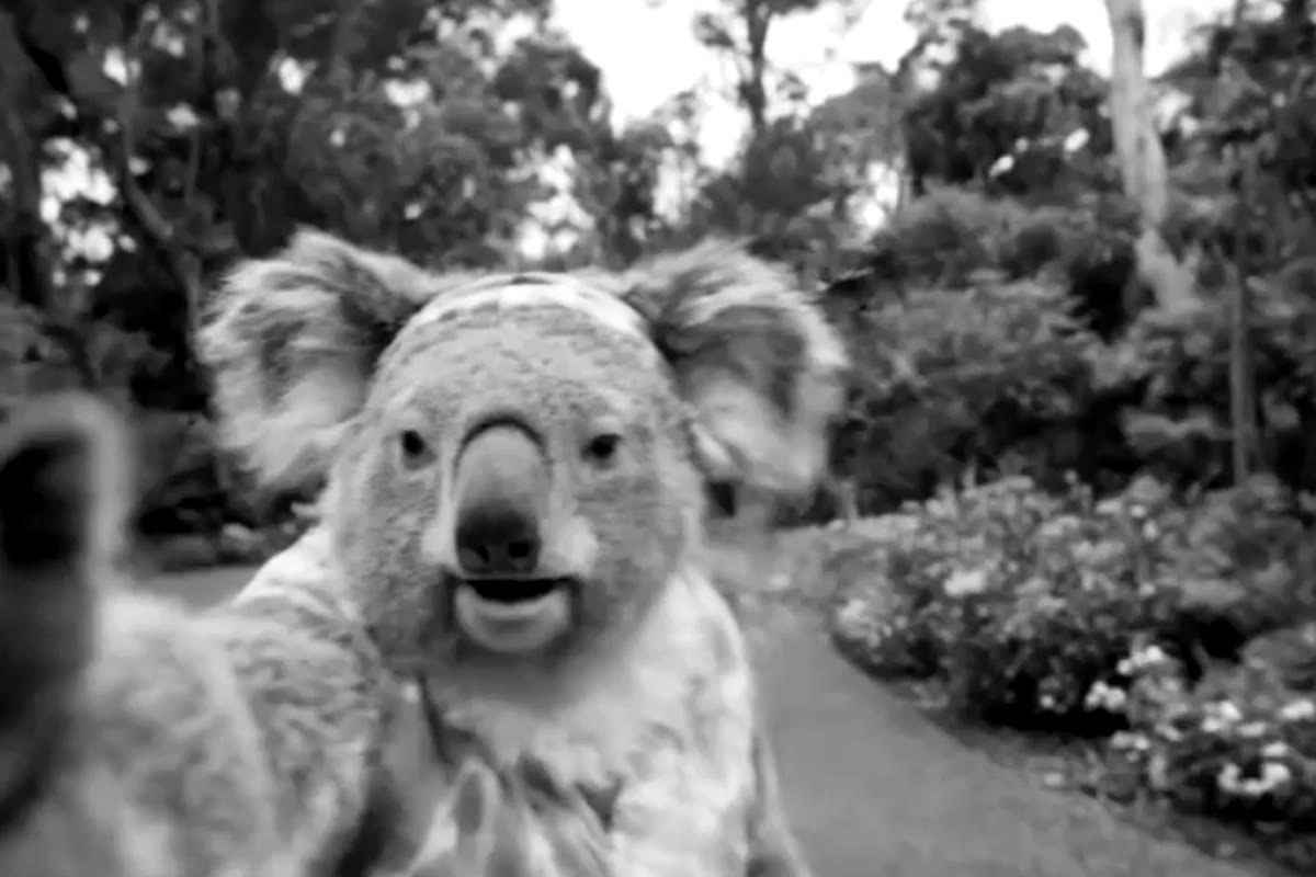 A koala selfie